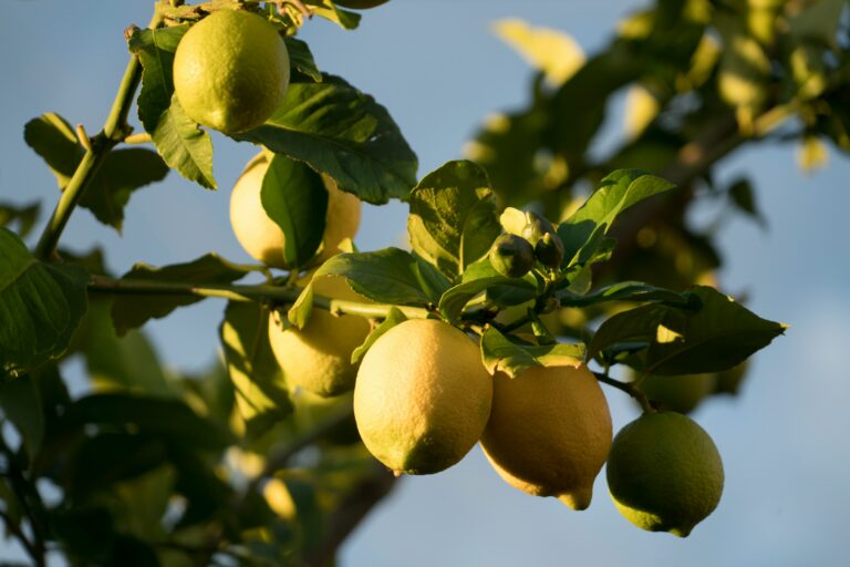 Understanding California Lemon Law Presumption